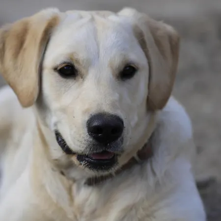 Bergbauernhof Stauder - Hirschbergalpakas Farm stay Lendorf