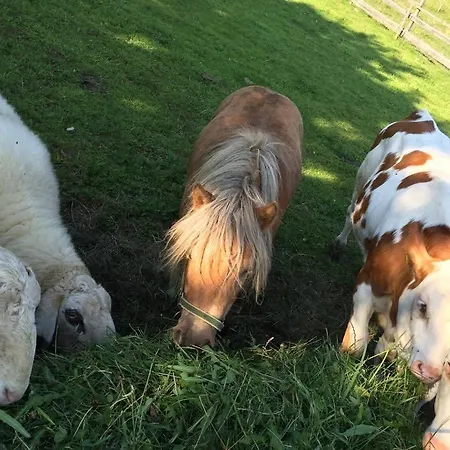 Bergbauernhof Stauder - Hirschbergalpakas Lendorf