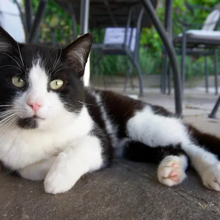 Bergbauernhof Stauder *