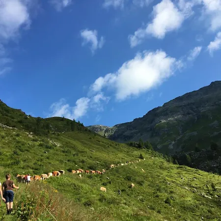 Bergbauernhof Stauder - Hirschbergalpakas Çiftlik konaklama Lendorf