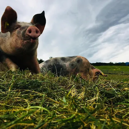 Bergbauernhof Stauder - Hirschbergalpakas *