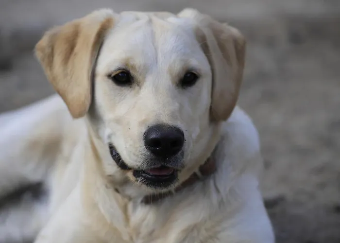 Bergbauernhof Stauder Bauernhof Lendorf